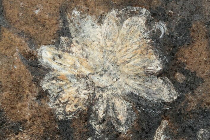 Fossil Fruit (Amersinia) - North Dakota #262431